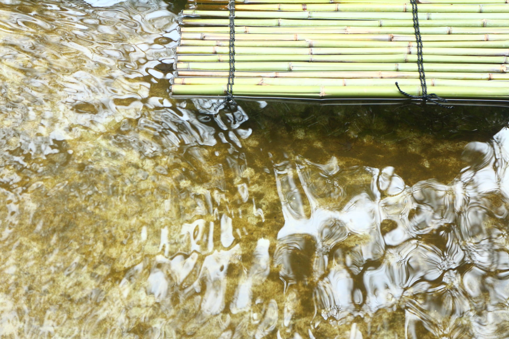 255997965 10225118010951226 8488336872117072133 N