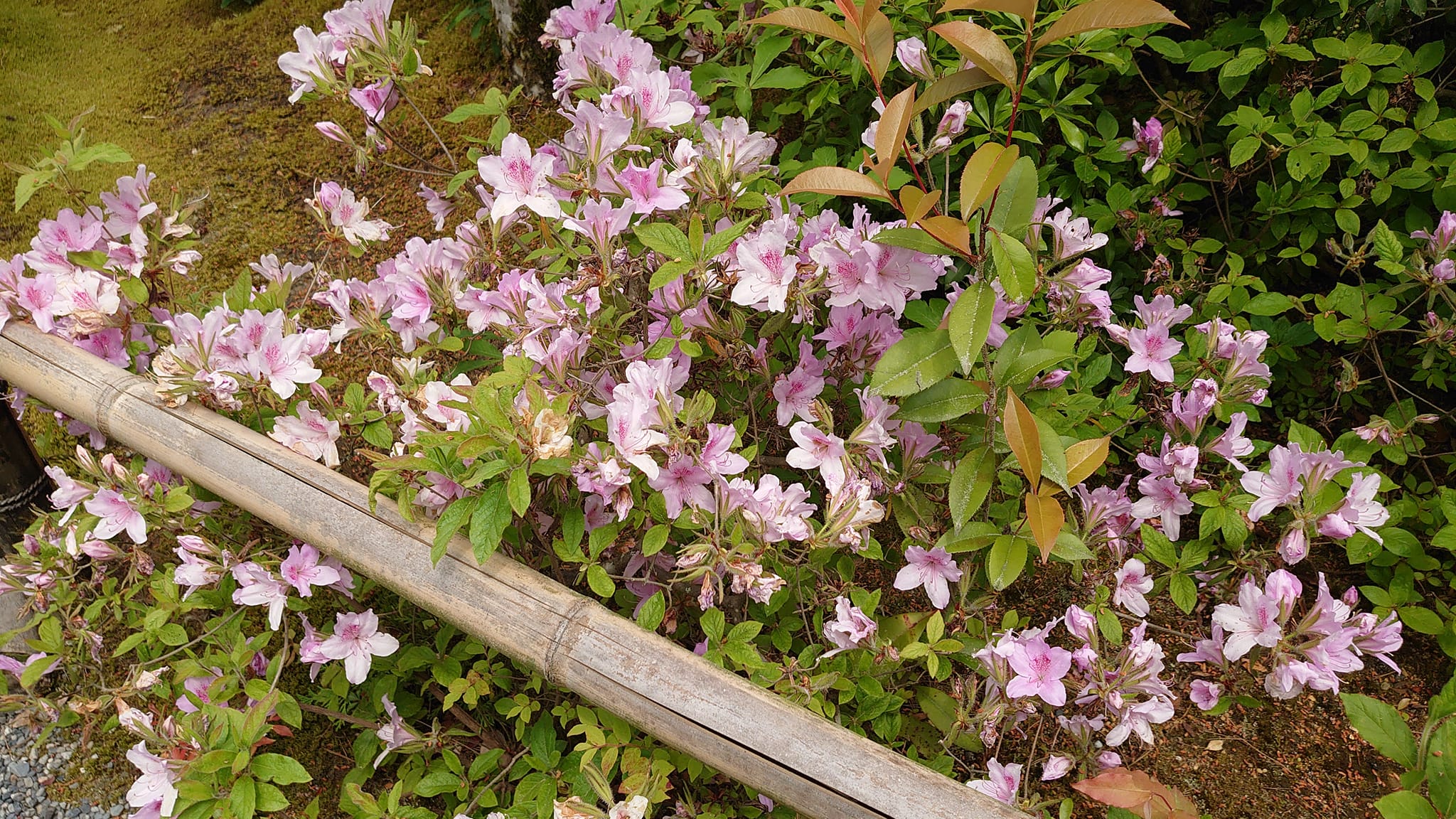 346811022 5779726812132475 3418191271566191805 N