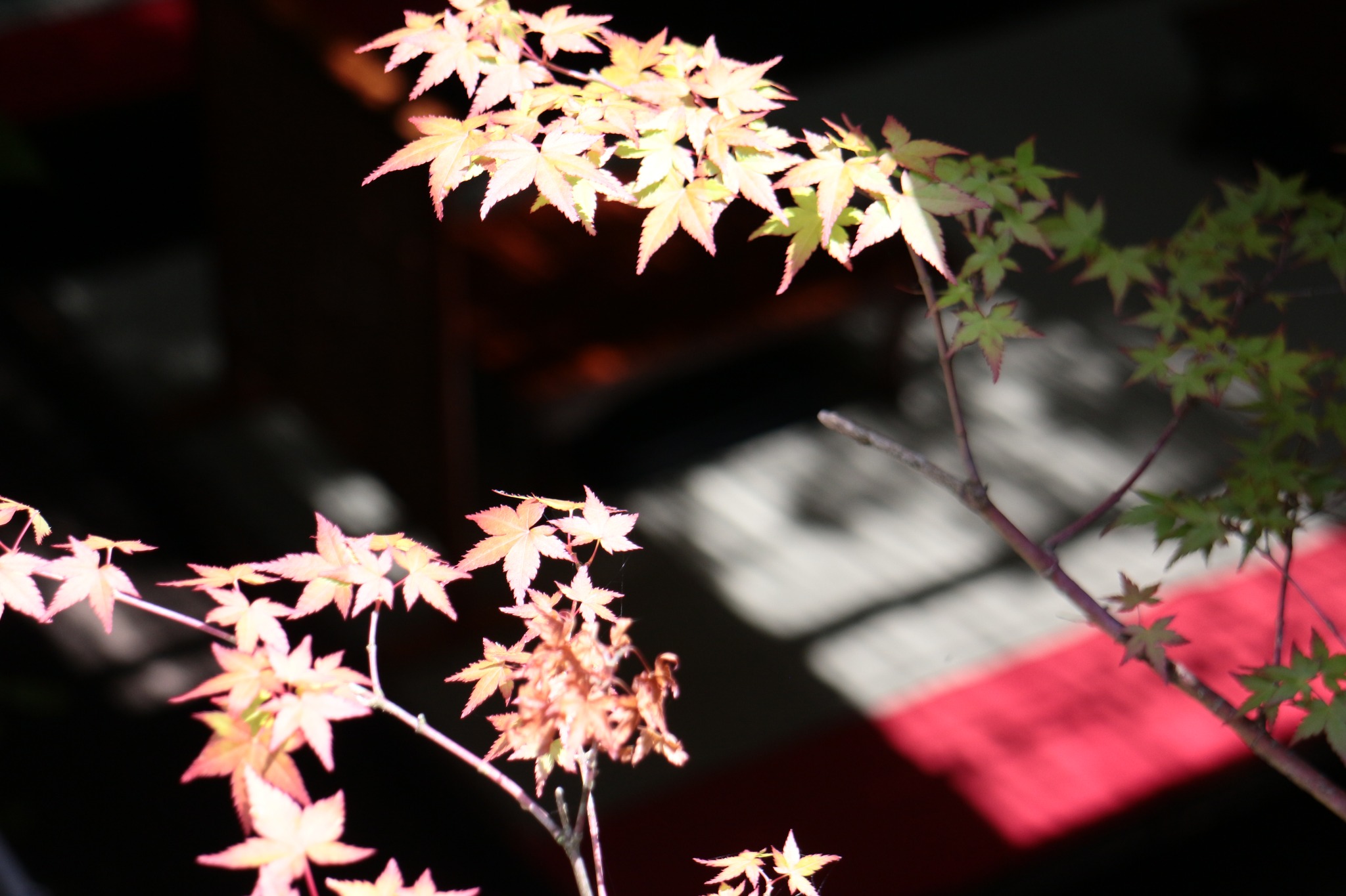 412854503 10229672401328139 6135237707696566847 N